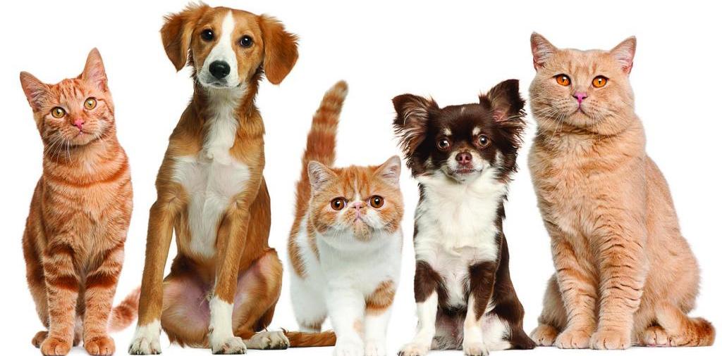 Доска объявлений о животных | ЗооТом - продажа, вязка и услуги для животных в Икше