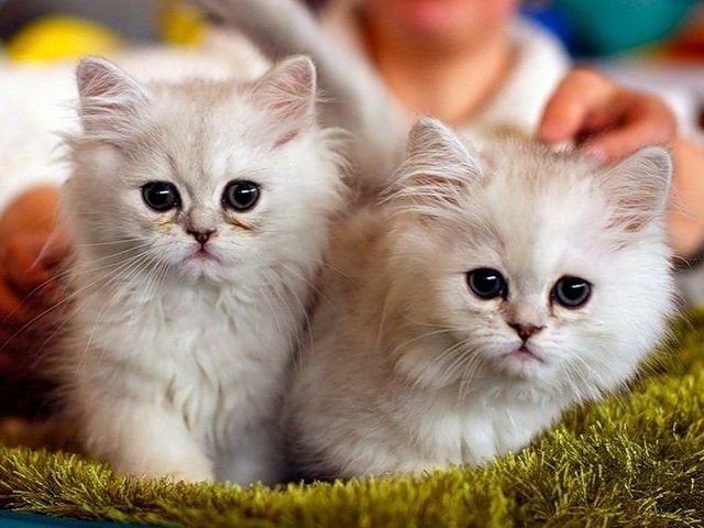 Породы кошек в Икше | ЗооТом портал о животных
