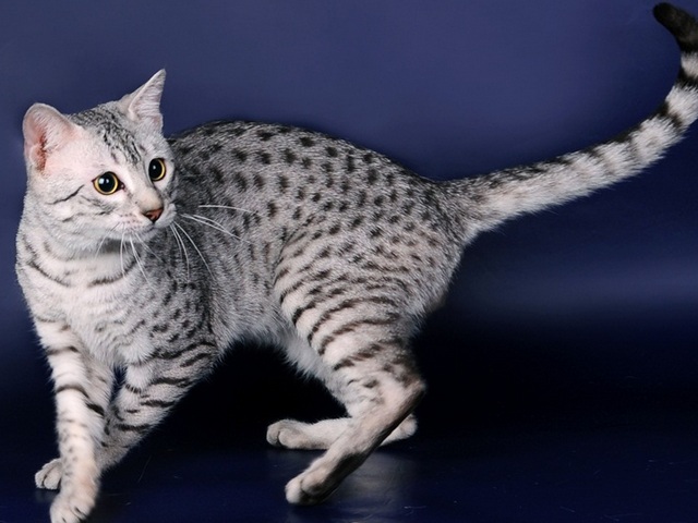 Породы кошек в Икше | ЗооТом портал о животных