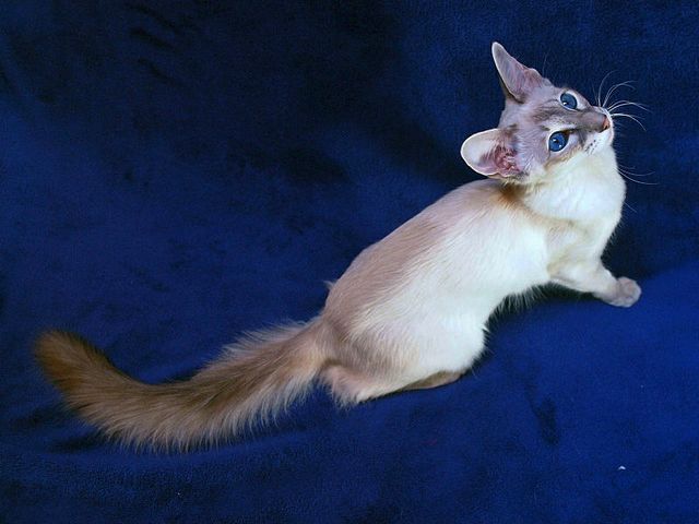 Выведенные породы кошек в Икше | ЗооТом портал о животных