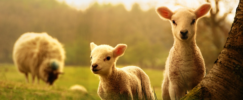 Объявления о сельскохозяйственных животных | ЗооТом - продажа, вязка и услуги для животных в Икше