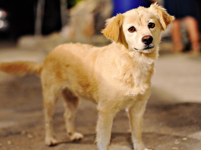 Породы собак в Икше | ЗооТом портал о животных