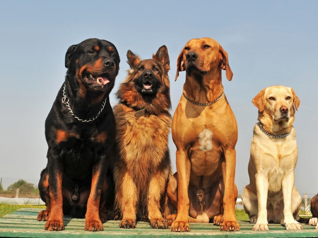 Крупные породы собак в Икше | ЗооТом портал о животных